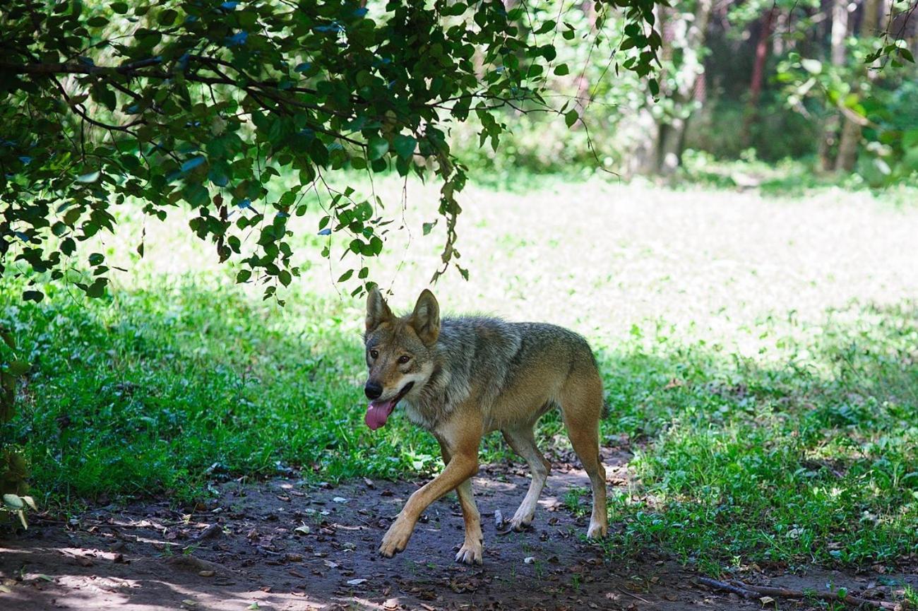 Gamtos Perlas Karkle Bagian luar foto